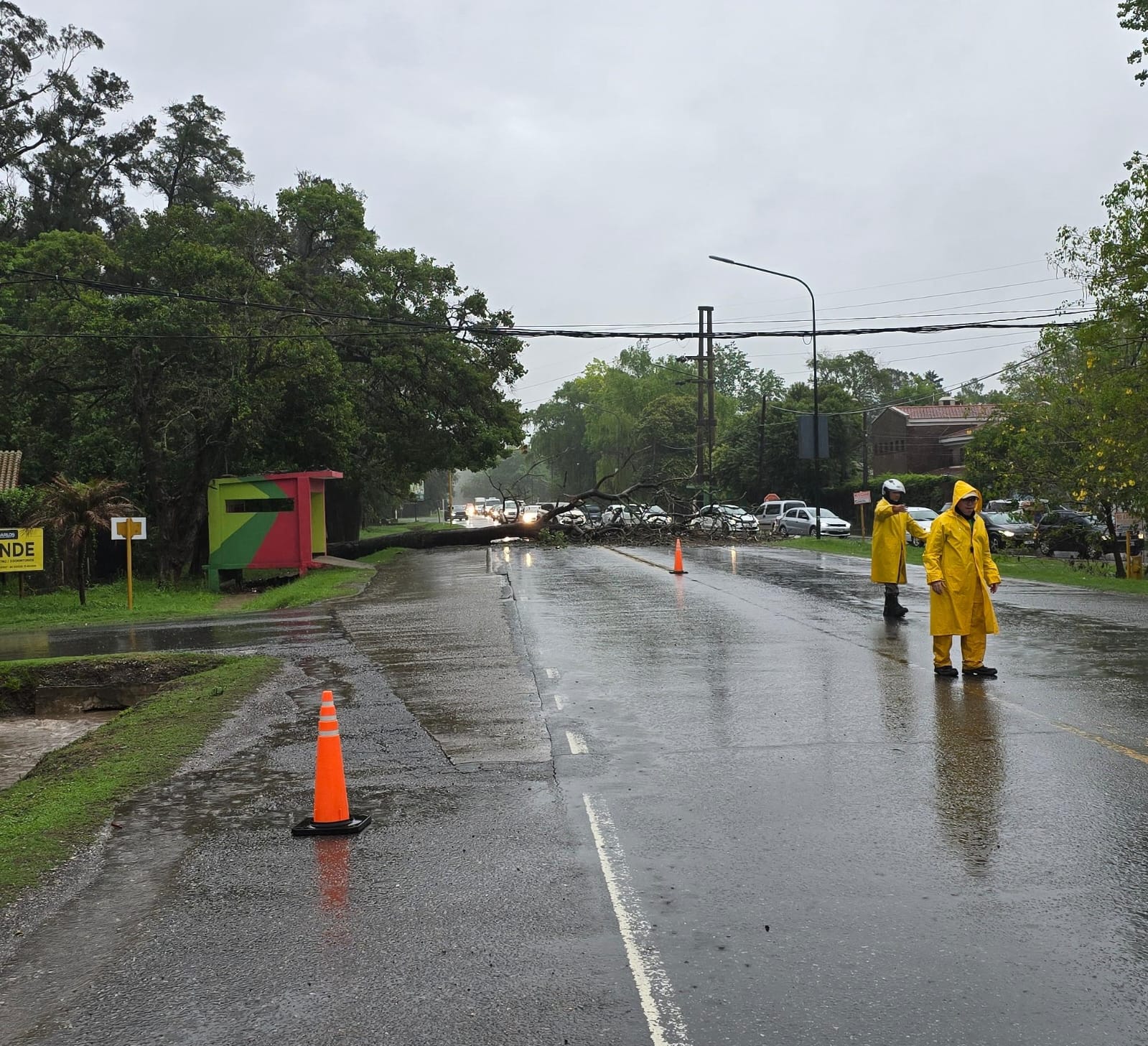 Diluvio y temporal en Funes: árboles caídos, ruta cortada y calles anegadas